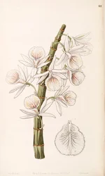 Dendrobium polyanthum